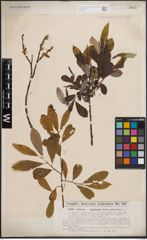 Foto von Salix cinerea L. x Salix nigricans Sm.